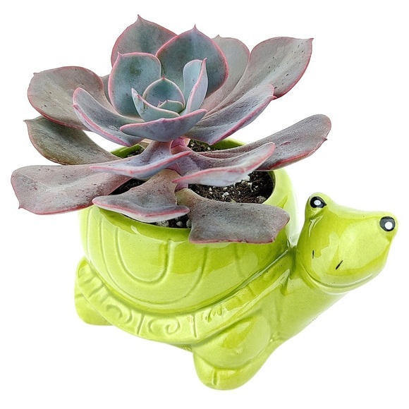 Tilly Turtle Ceramic Succulent Flower Planter - Picture 3 of 7